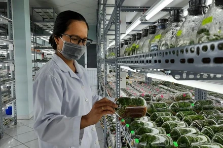 Phòng nuôi cấy mô cây giống Khu Nông nghiệp công nghệ cao Thành phố Hồ Chí Minh.