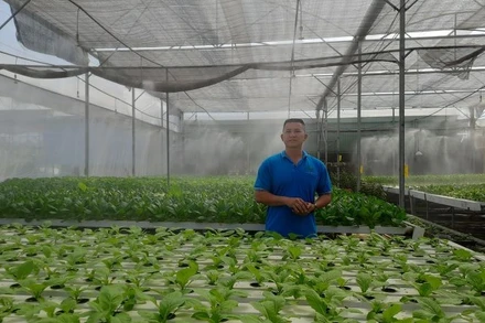 Hợp tác xã Nông nghiệp Tuấn Ngọc tiên phong ứng dụng công nghệ thông tin trong trồng rau thủy canh.