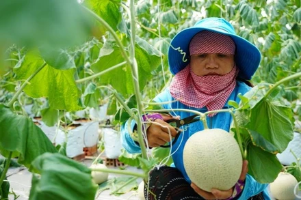 Nông dân Thành phố Hồ Chí Minh thu hoạch dưa lưới.