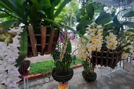 Hoa lan được trưng bày tại hội thi hoa lan Thành phố Hồ Chí Minh.