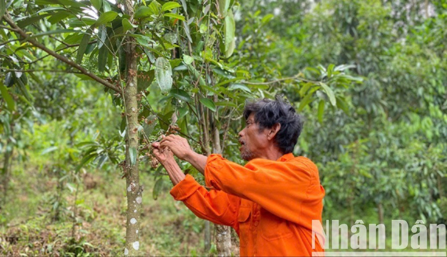 Huyện Trà Bồng (Quảng Ngãi) là một trong 4 vùng quế trọng điểm của cả nước, với diện tích hiện có khoảng 5.500ha.