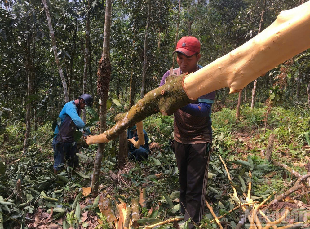 Nhờ trồng và phát triển quế, nhiều hộ đồng bào Cor ở huyện Trà Bồng vươn lên thoát nghèo. ndo_br_gen-h-z6687300943332-10d32c6f399cea3b5a2e9986a5c29b84.jpg