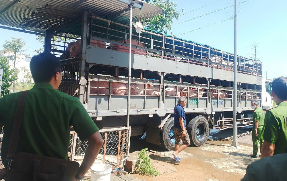 Phòng Cảnh sát điều tra tội phạm về tham nhũng, kinh tế, buôn lậu, môi trường Công an tỉnh Quảng Ngãi phát hiện vụ mua bán, vận chuyển lợn mắc bệnh tại xã Nghĩa Hành. gen-h-z6830403397147-f2d61864ab0b04f5f24929926549d592.jpg