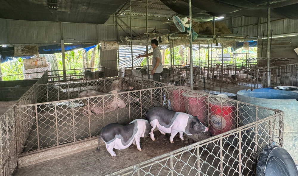 Cần triển khai quyết liệt, đồng bộ, hiệu quả các biện pháp phòng, chống dịch tả lợn châu Phi để người chăn nuôi yên tâm. gen-h-z6810039292413-6b694f04bd21adc7aee3daaea7512e79.jpg