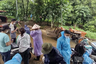 Cơ quan chức năng đưa đàn lợn bị nhiễm bệnh đi tiêu hủy. 