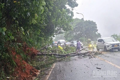 Hiện trường cây rừng ngã đổ trên đèo Bảo Lộc. 