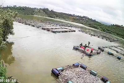 Toàn bộ 53 lồng cá, với khoảng 83 tấn bị chết, ước tính thiệt hại hơn 3,5 tỷ đồng.