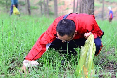 Sau mưa, người dân và du khách vào các khu rừng thông để thu hái các loại nấm.