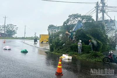 Nhiều hệ thống dây cáp viễn thông trên địa bàn Phường 2 Bảo Lộc và Phường 3 Bảo Lộc, tỉnh Lâm Đồng bị cây xanh ngã đổ gây đứt, hư hỏng.