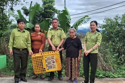 Lực lượng kiểm lâm xã Thanh An cùng nhân dân bản Yên Cang 2 đã vây bắt cá thể khỉ mặt đỏ thường xuyên quấy phá, phá hoại hoa màu của nhân dân.