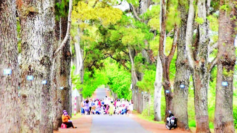 Hàng thông trăm tuổi tại xã Biển Hồ, tỉnh Gia Lai là điểm đến yêu thích của du khách. tay-nguyen-11-7-pdf-18h55-8043-3012.jpg