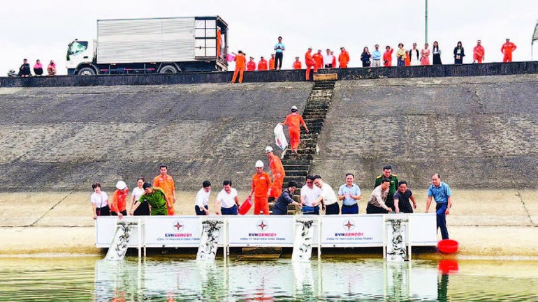 Công ty Thủy điện Sông Tranh thả 30.000 con cá giống gồm cá trắm cỏ và cá mè xuống lòng hồ.