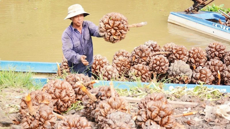 Trái Dừa Nước Từ 'Đồ Bỏ Đi' Thành Đặc Sản, Giải Quyết Việc Làm Ở An Giang