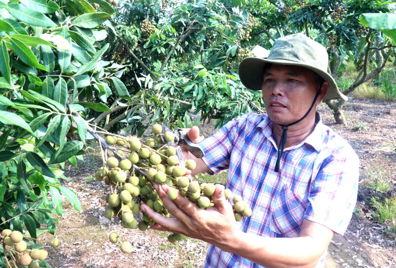 Nông dân xã Tân Hưng chuyển đổi cây trồng hình thành vùng trồng nhãn lớn của tỉnh Hưng Yên. 5-2.jpg