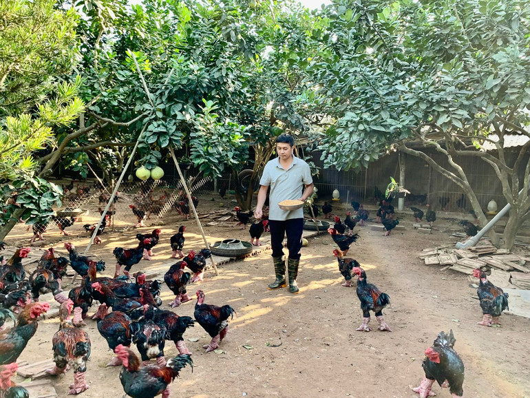 Hộ anh Lê Văn Thắng, xã Hoàn Long, tỉnh Hưng Yên chăn nuôi gà Đông Tảo theo quy trình VietGAP. 6-11-anh-le-van-thang-nuoi-ga-dong-tao-theo-quy-trinh-an-toan-sinh-hoc-2.jpg