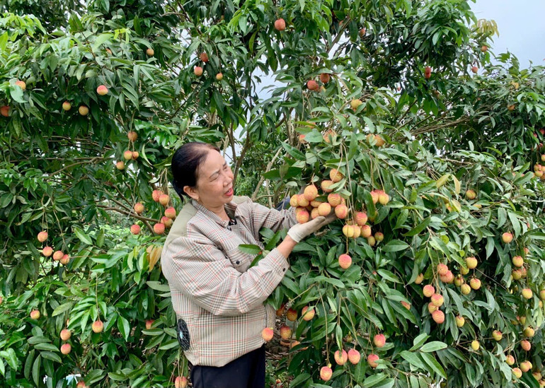 Nông dân xã Đoàn Đào, tỉnh Hưng Yên được mùa vải trứng cho thu nhập hơn 500 triệu đồng/ha/năm. 3-7-vai-trung-xa-phan-sao-nam-2.jpg