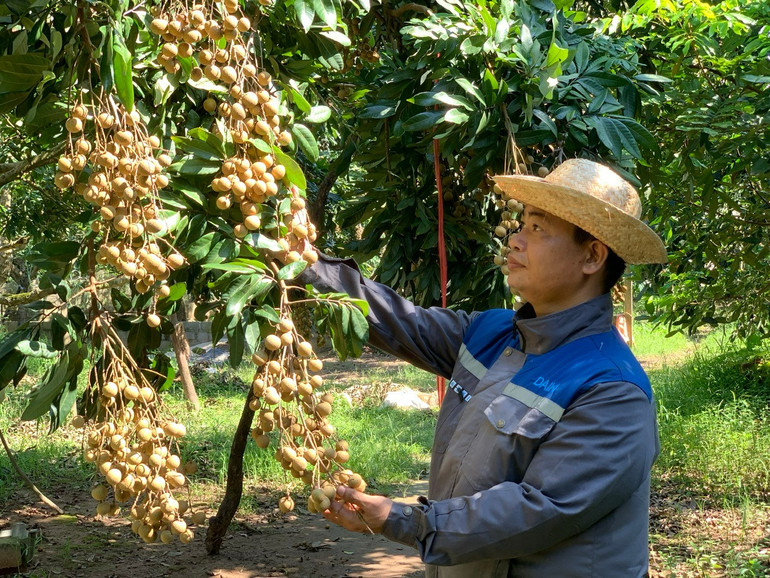 Nông dân xã Tân Hưng, tỉnh Hưng Yên trồng nhãn đường phèn cho thu nhập cao. 28-8-giong-nhanx-duong-phen-xa-tan-hung.jpg