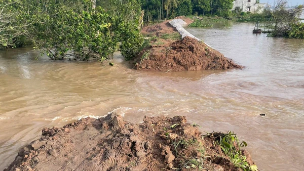 Triều cường làm vỡ bờ bao làm nước tràn vào vườn cây ăn quả của người dân.
