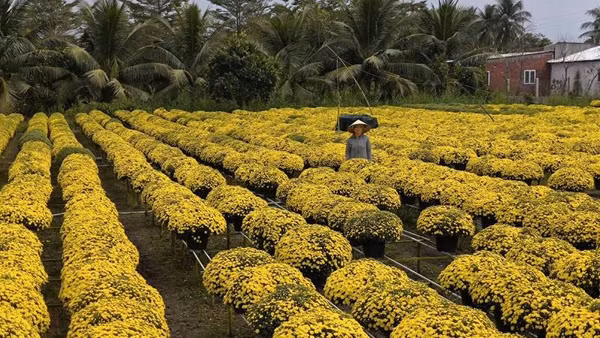 Người dân trồng cúc mâm xôi tại xã Chợ Lách lo lắng vì hoa trổ sớm.