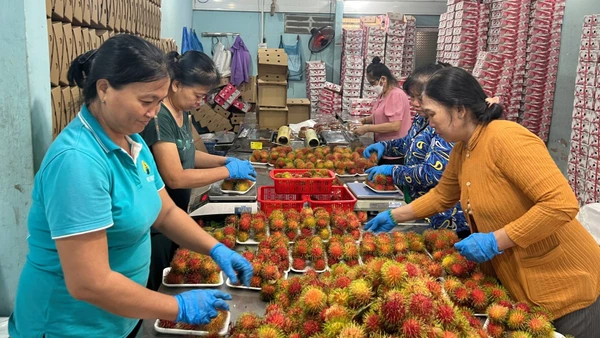 Sản phẩm chôm chôm của hợp tác xã nông nghiệp Phú Phụng đạt chuẩn OCOP hạng 4 sao. (Ảnh: HOÀNG TRUNG)