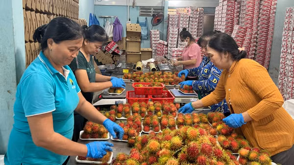 Sản phẩm chôm chôm của hợp tác xã nông nghiệp Phú Phụng đạt chuẩn OCOP hạng 4 sao. (Ảnh: HOÀNG TRUNG)