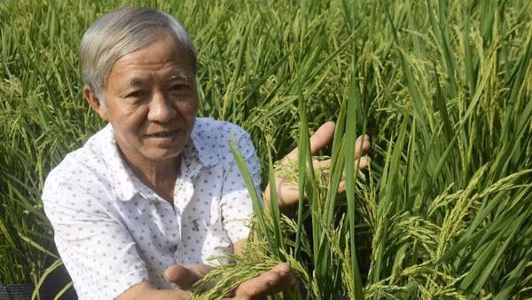 Ông Phương trồng lúa trong chậu bán mỗi dịp Tết.