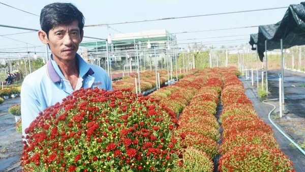 Ông Hoàng Anh thành công nhờ trồng cúc mâm xôi giống Hàn Quốc.