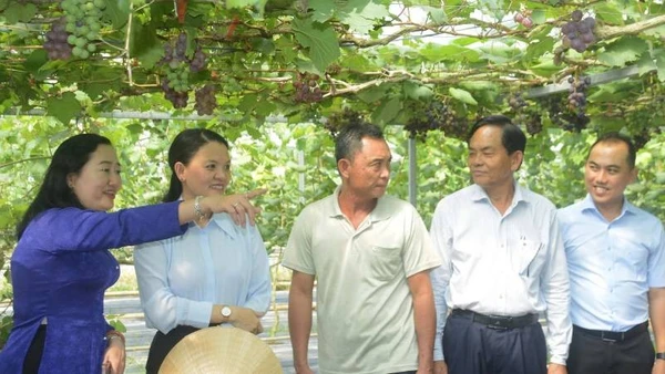 Du lịch sinh thái gắn với sản xuất nông nghiệp ở Phước Mỹ Trung.