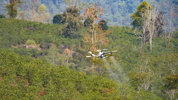 UAV do FPT và Trường Thịnh Drone thử nghiệm phun thuốc cho cây cà phê khu vực hồ Ảng Cang, bản Mánh Đanh, xã Mường Ảng, tỉnh Điện Biên. Ảnh: Xuân Tư/TTXVN