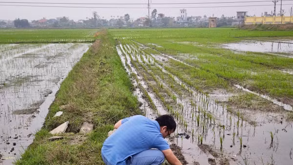 Dự án nhằm ăng lực thích ứng với biến đổi khí hậu và thúc đẩy nông nghiệp xanh tại các khu vực ven biển Đồng bằng sông Hồng.
