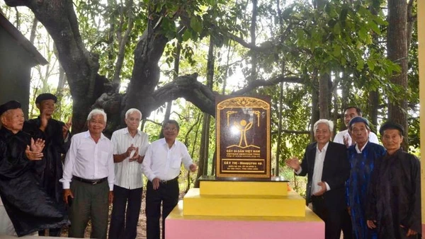 Cây thị tại xã Tân Thủy (tỉnh Vĩnh Long) được công nhận là Cây Di sản Việt Nam.