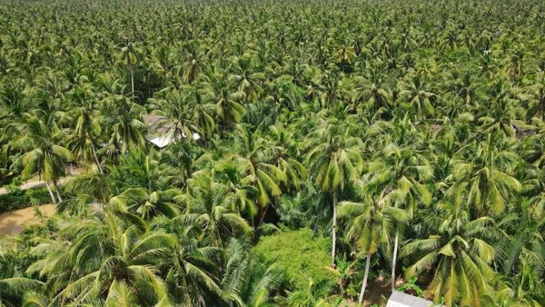 Vùng nguyên liệu dừa lớn nhất cả nước tại tỉnh Vĩnh Long doanh nghiệp phải nhập khẩu dừa để sản xuất.