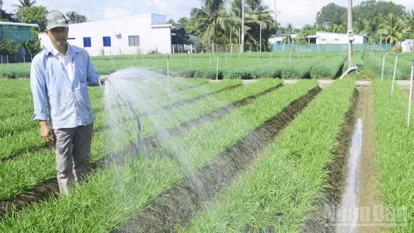 Nông dân xã Nhuận Phú Tân phát triển nghề trồng rau hẹ gần 40 năm.