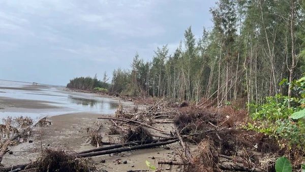Sạt lở bờ biển tại xã Bảo Thạnh (tỉnh Vĩnh Long) làm rừng phi lao mất dần. (Ảnh: HOÀNG TRUNG)