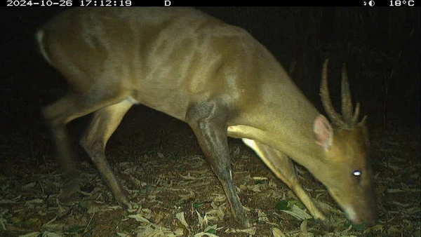 Loài mang lớn (Muntiacus vuquangensis) được ghi nhận từ 5 khu vực đặt bẫy ảnh. Ảnh: WWF-Việt Nam.