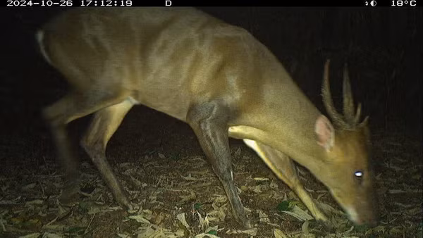 Loài mang lớn (Muntiacus vuquangensis) được ghi nhận từ 5 khu vực đặt bẫy ảnh. Ảnh: WWF-Việt Nam.