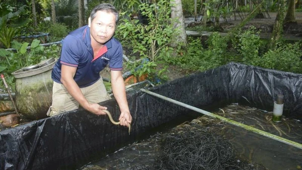 Thầy giáo Huỳnh Văn Bình vừa dạy học vừa nuôi lươn để phát triển kinh tế gia đình.