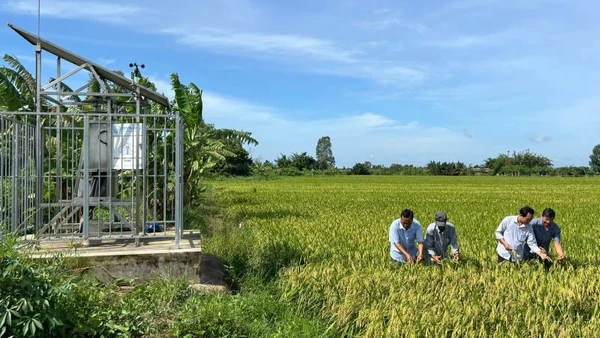 Ngành nông nghiệp và môi trường tỉnh Vĩnh Long phấn đấu tăng trưởng 3,2% trong năm 2026. (Ảnh: HOÀNG TRUNG)