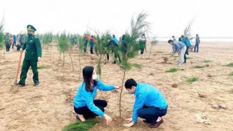 Ảnh minh hoạ: Trồng cây phi lao tại huyện ven biển Kim Sơn.