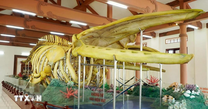 Nhà trưng bày 2 bộ xương Cá Ông Lăng Tân là địa điểm tham quan du lịch nổi tiếng của Đặc khu Lý Sơn. (Ảnh: TTXVN)