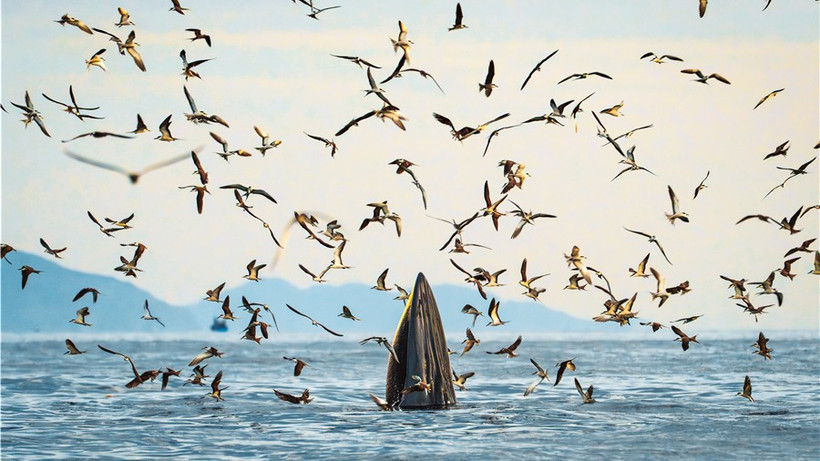 Một ảnh trong bộ “Hành trình theo dấu cá voi Bryde ở vùng biển Nhơn Lý” của tác giả Nguyễn Ngọc Thiện. (Ảnh: Ban tổ chức)