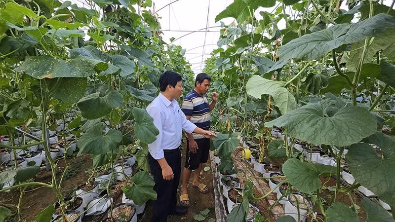 Hành trình biến Ia Phí thành thủ phủ dưa lưới tại Gia Lai