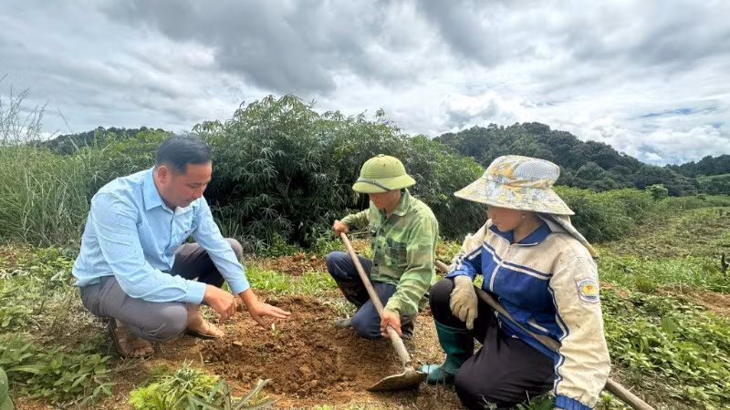 Cán bộ Phòng Kinh tế xã Tìa Dình hướng dẫn nông dân bản Háng Lìa B chăm sóc cây cà-phê.