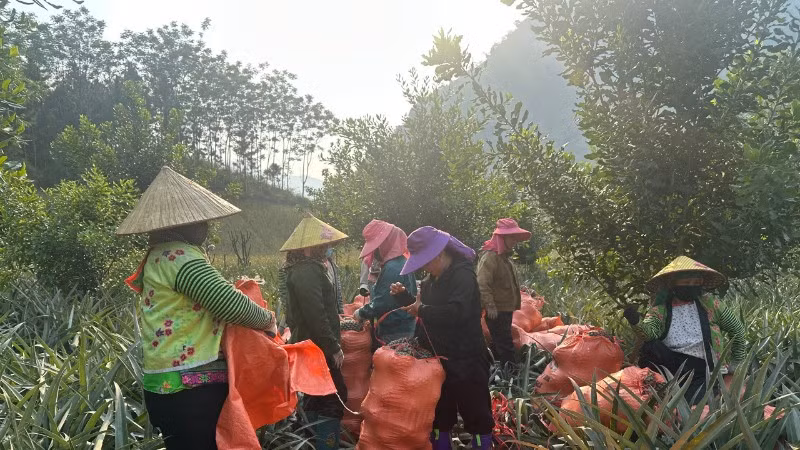 Được hỗ trợ học nghề chăm sóc cây trồng, nông dân xã Pú Nhung tỉnh Điện Biên đã trồng thành công hơn 300ha dứa cho hiệu quả kinh tế cao.