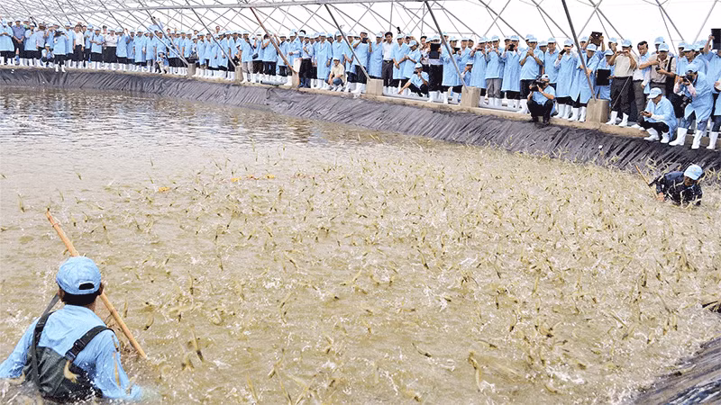 Tham quan mô hình nuôi tôm thẻ công nghệ cao của Tập đoàn Việt Úc.