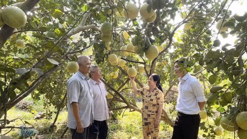 Hội nông dân hỗ trợ vốn kỹ thuật giúp nông dân trồng bưởi thu nhập cao.