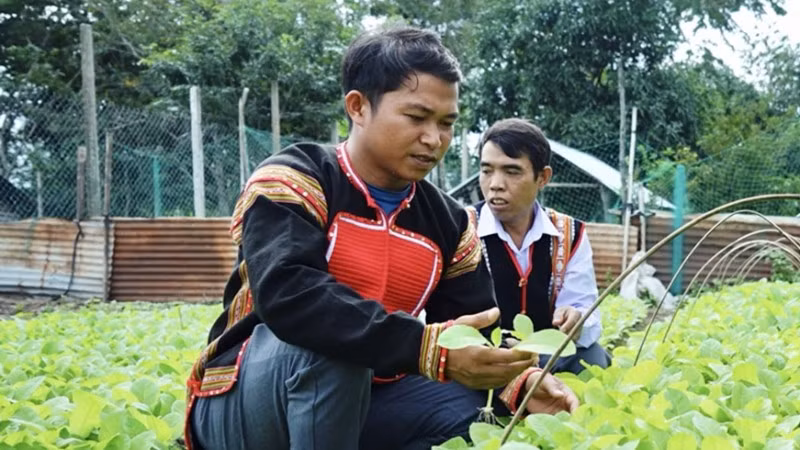 Anh Kpă Séo bên vườn cây trồng dược liệu của mình.