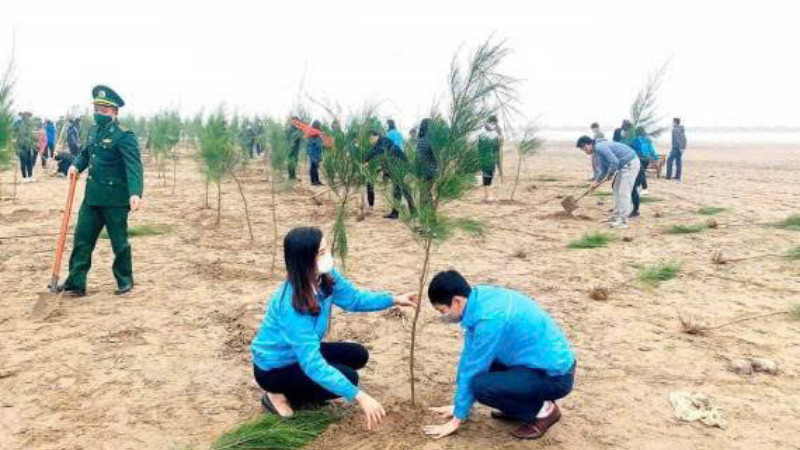 Ảnh minh hoạ: Trồng cây phi lao tại huyện ven biển Kim Sơn.