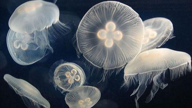 Ảnh minh họa. (Nguồn: AFP/TTXVN)