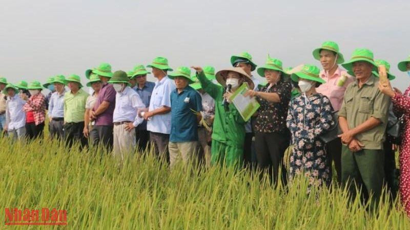 Các đại biểu tham quan mô hình khảo nghiệm giống lúa chất lượng cao tại Viện Nghiên cứu Tập đoàn ThaiBinh Seed (huyện Quỳnh Phụ, tỉnh Thái Bình).
